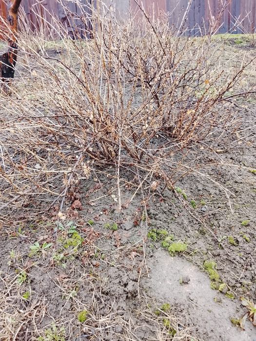 Продам крыжовник рассада