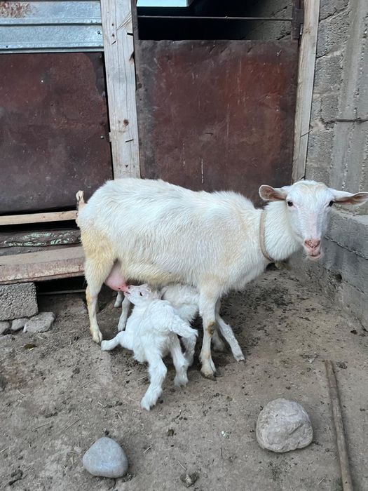 Занен сүтті ешкі сатылады