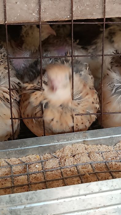 Бөдене, перепелки, 2 -3 айлық