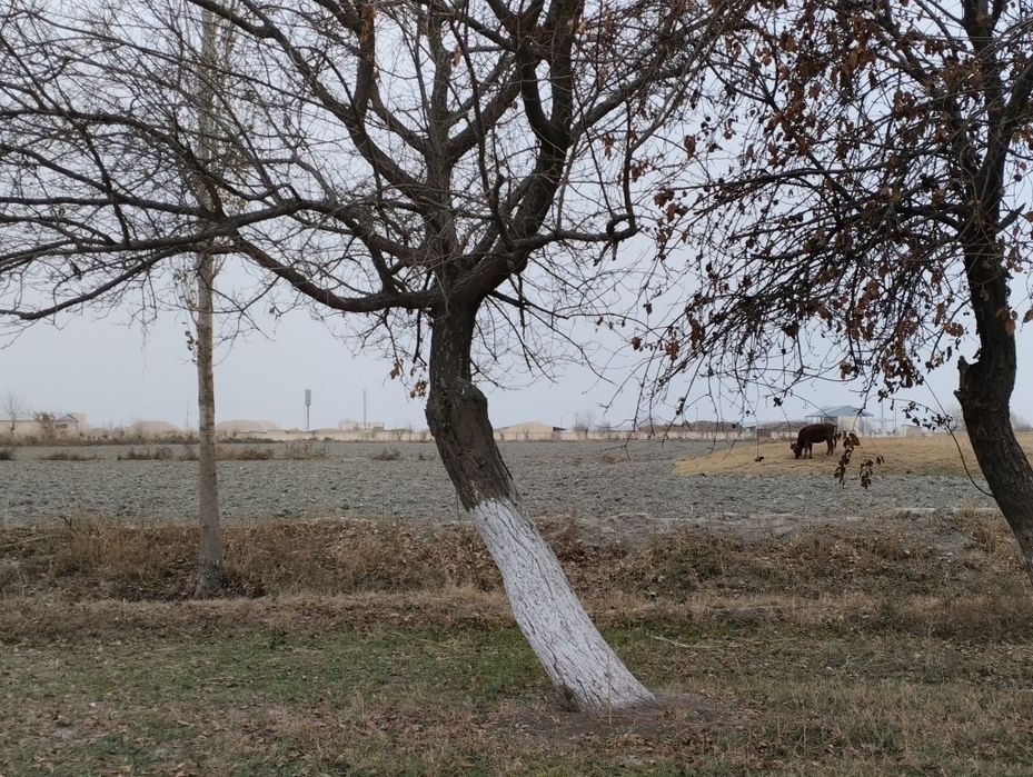 Дарахт Урик телл килинглар