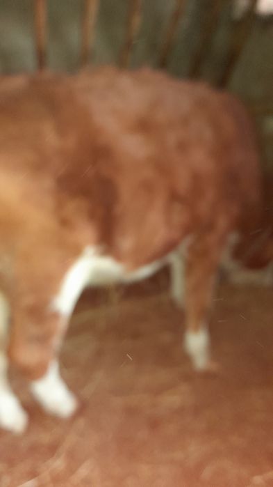 Vițeaua de vânzare