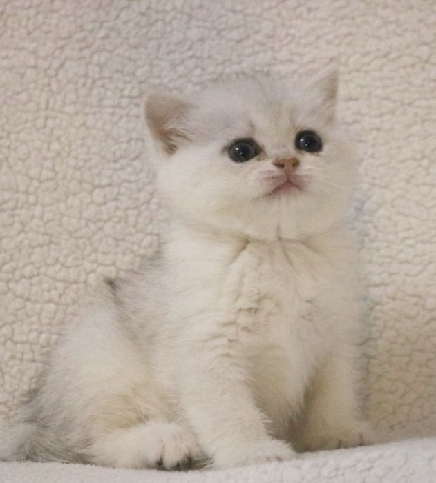 Британский мальчик окрас серебряная шиншилла