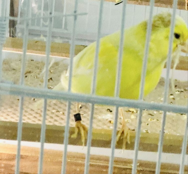 Femela Canari Timbrado