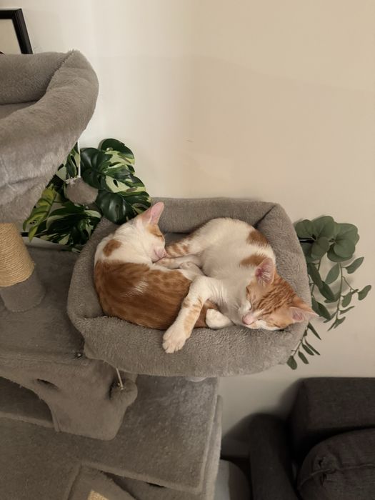 Puiuti de pisica pentru adoptie responsabila!