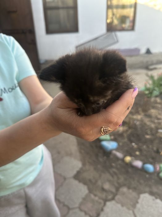 Отдам котят девочек