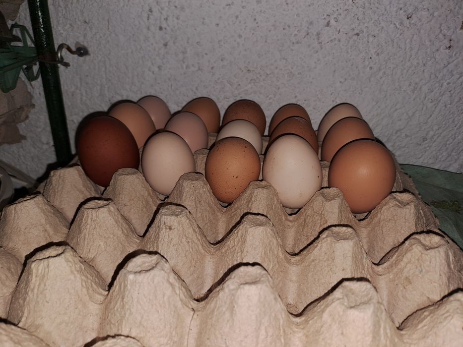 Vând ouă din gospodarie