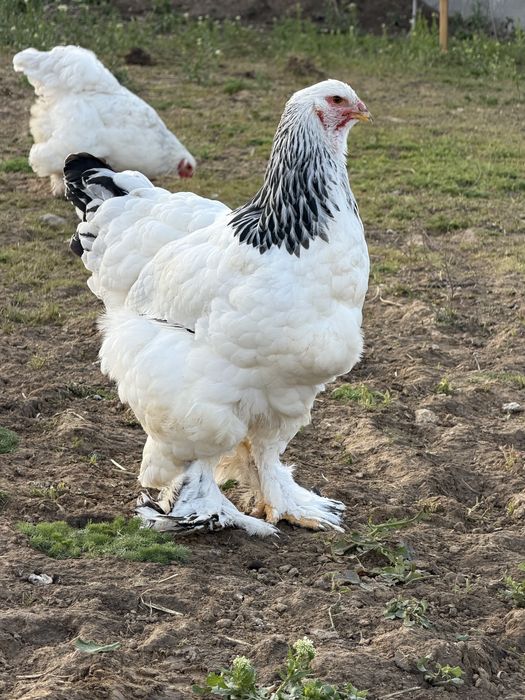 Ofer spre vanzare gaini si cocosi Brahma & Australorp