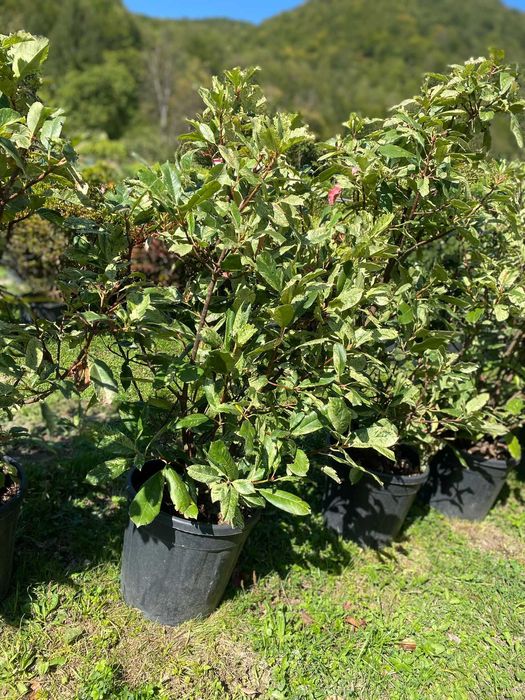 Zid Verde Permanent – Plante Ornamentale