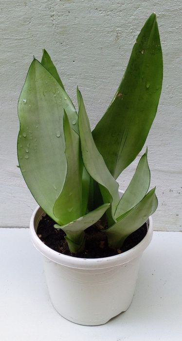 Сансевиерия Муншайн. Экзотическое растение для дома и офиса.