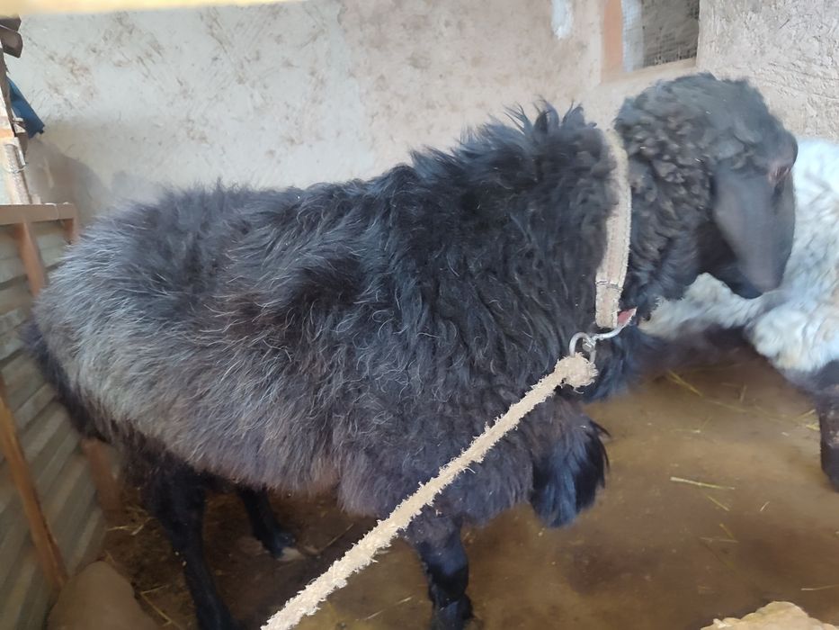 Quchqor va qoʻylar sotiladi