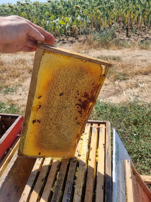 Vand miere Floarea-soarelui si produse apicole