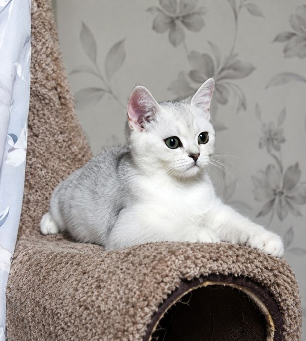 Продаются котята серебряная шиншилла