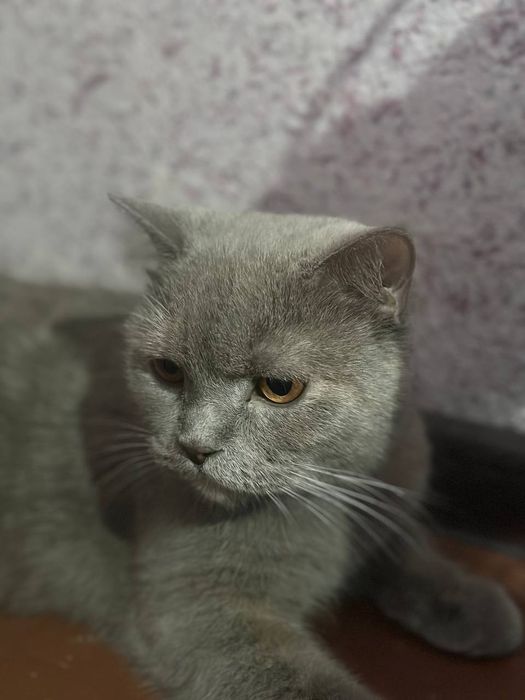 Britanskiy shinshilla va Britanskiy skottish strayt
31-mayda tug’ilgan