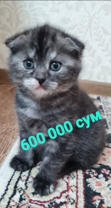 Продаются вислоухие/шотландские/скоттиш фолд/котята