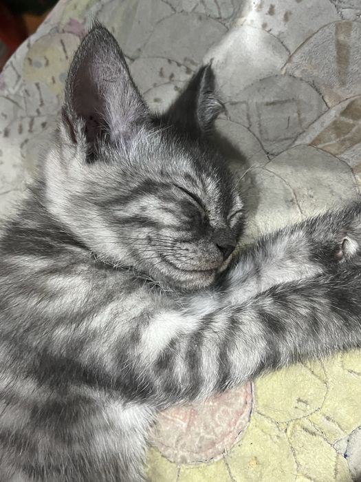 Отдам котенка бесплатно