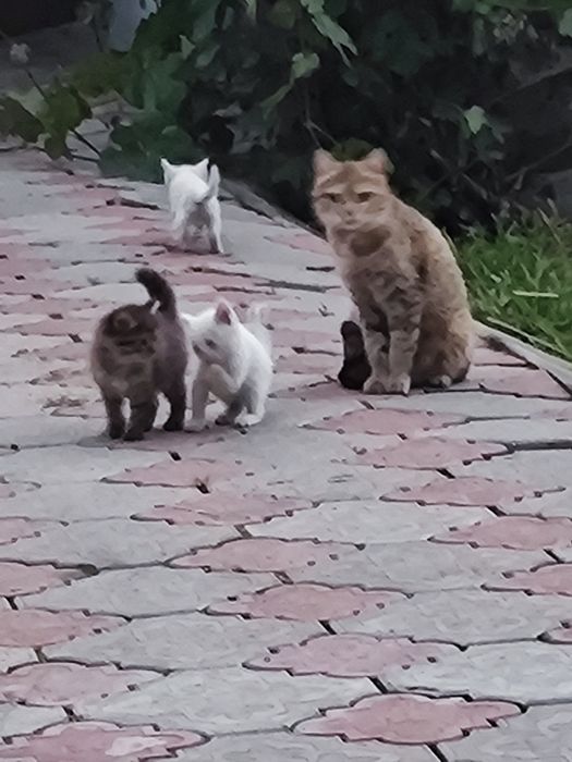 Отдам Котят в добрые руки