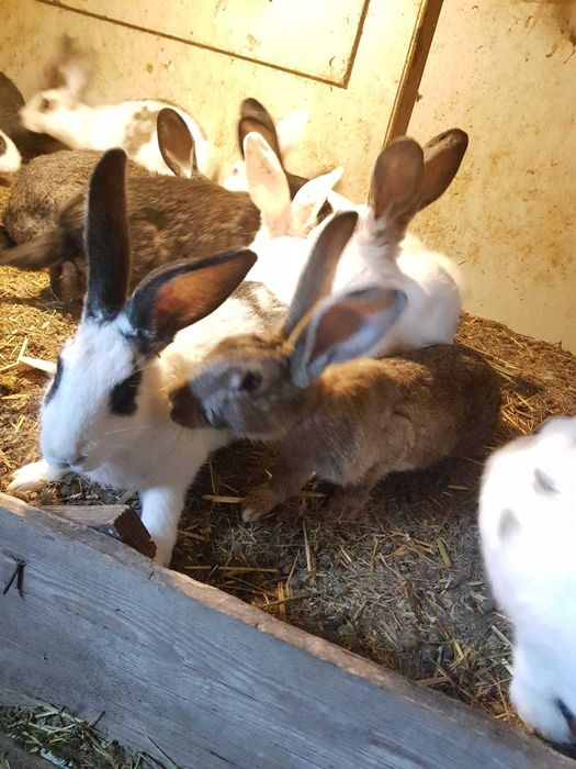 Iepuri de vanzare 3 luni 80 lei bucate, 150 lei 2, Movilita ,Vrancea