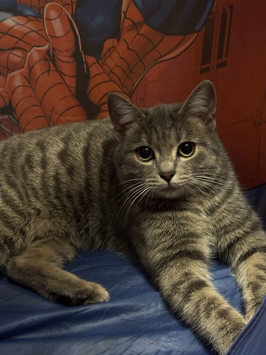 Кошечка ласковая