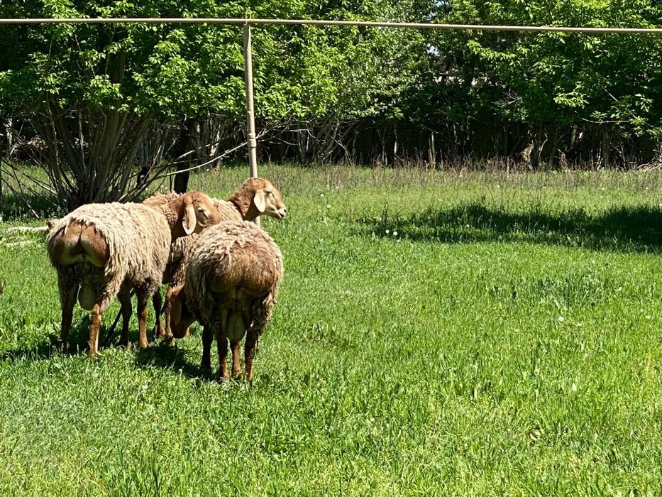 Қошқар Арашан таза