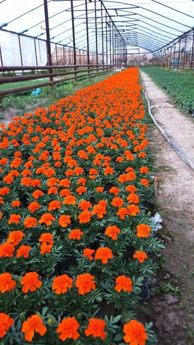 Qo‘qon gullari sotuvda! 
Bog‘ingizni bezaydigan, yorqin va joziba