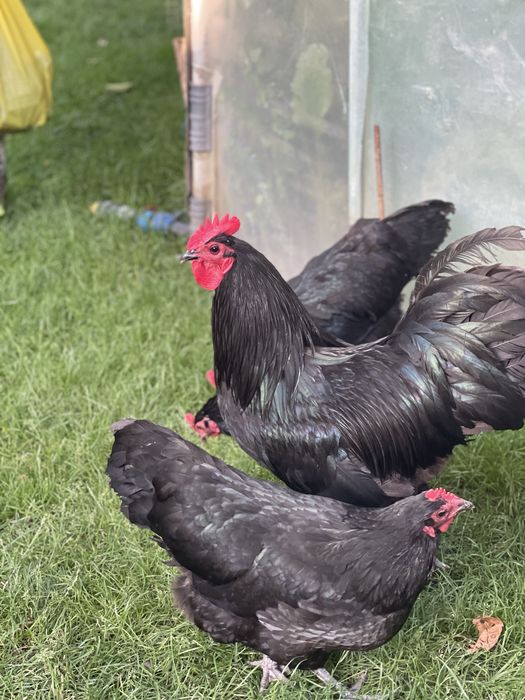 Australorp   Negru