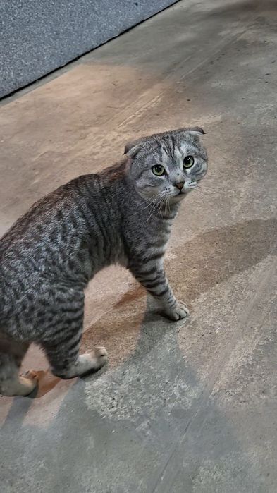 Кот вислоухий подросток