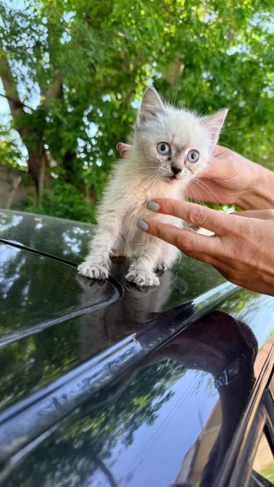 Отдам В добрые руки.