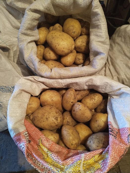 Продам картофель, картошку