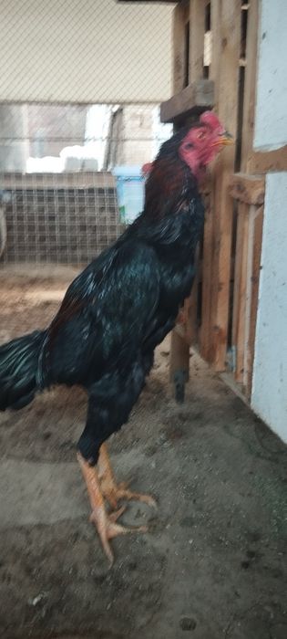 Дакан хўроз сотилади