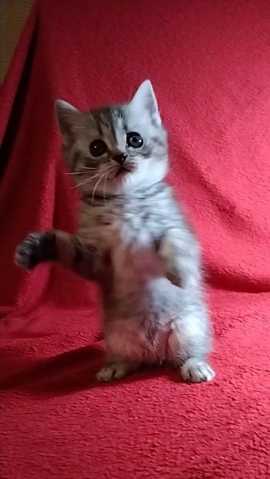 Шотландские прямоухие котята