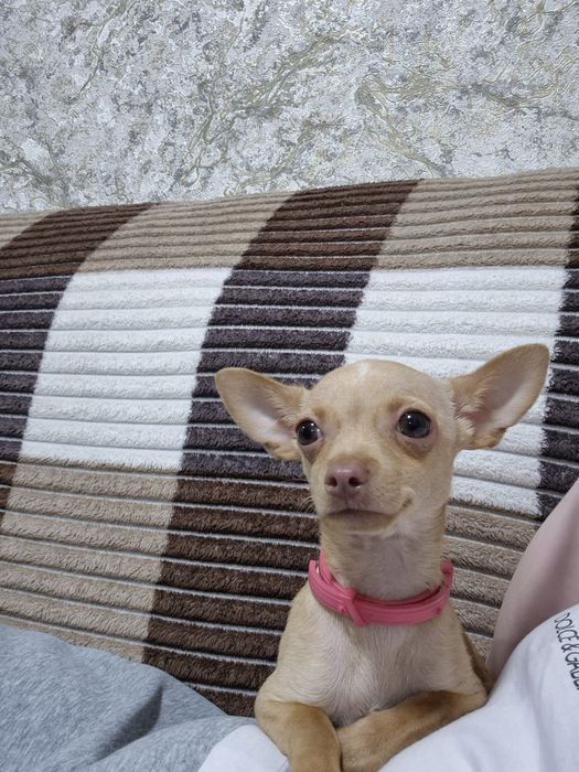 Кобель Чихуахуа!!!