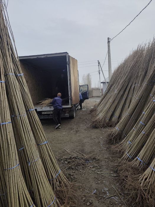 Terak Kochatlar sotiladi