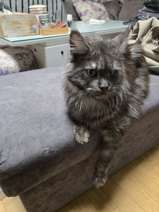 Мейн кун, Maine Coon, котета