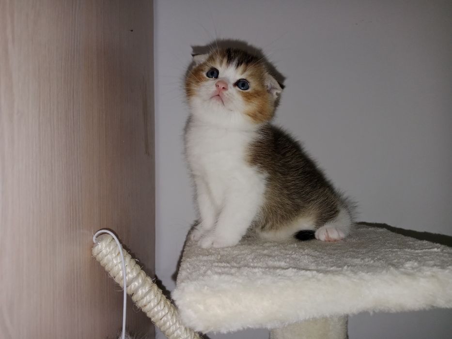 Скоттиш Фолд мальчик золотистый биколор