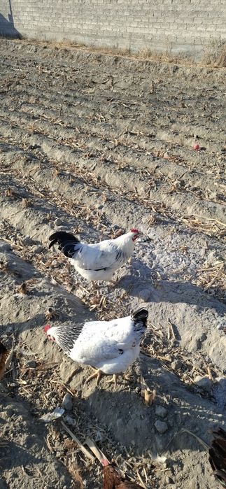 Adler zotli tovuq tuxumlariga zakaz olamiz.