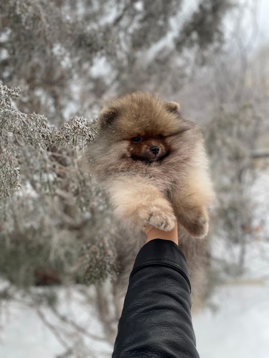 Остался 1 шикарный мишка