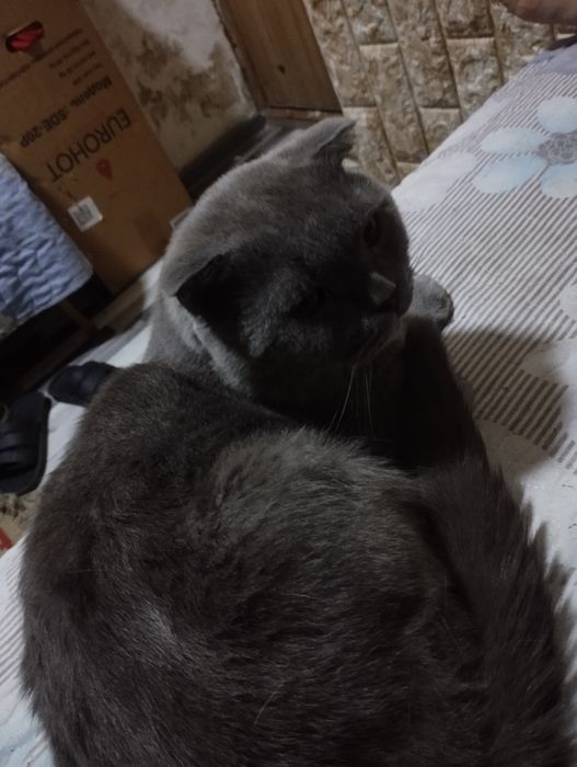 mushuk sotiladi zoti ШКОТ. jinsi erkak yosh 3 yoshda 100% sogʻlom