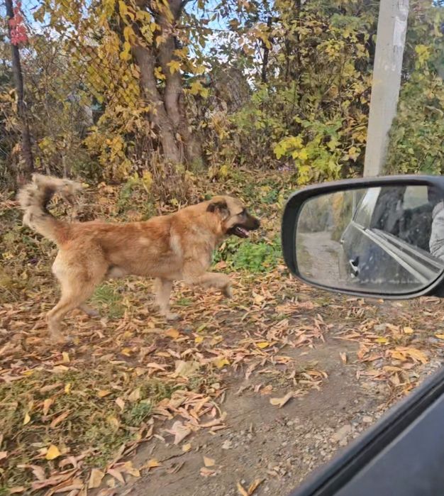 Найдена собака,  подросток, крупный