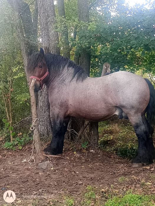 Vând cârlan Belgian sau schimb cu iapa