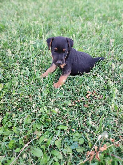 Немски ловен териер - чистокръвно