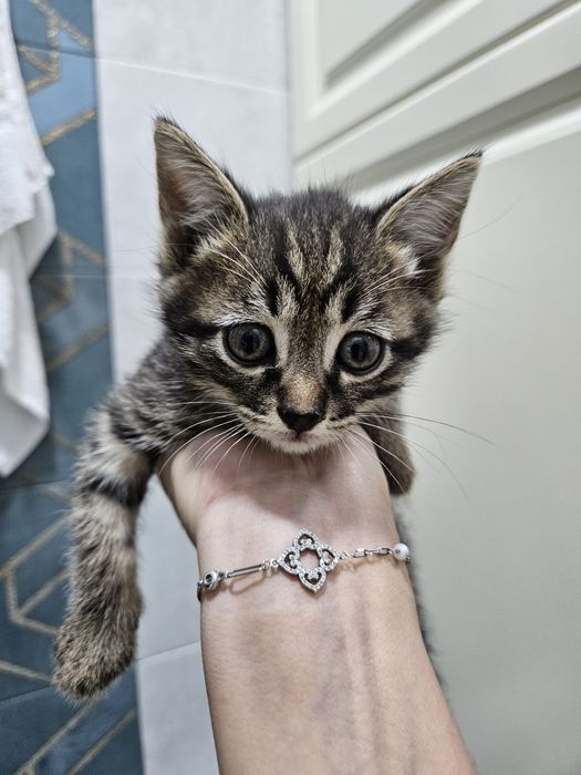 Котята, мальчики. Марғаулар