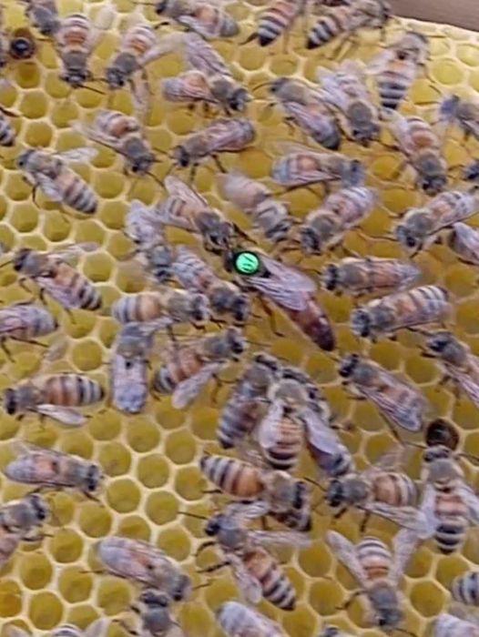 Отводки пчелни        .