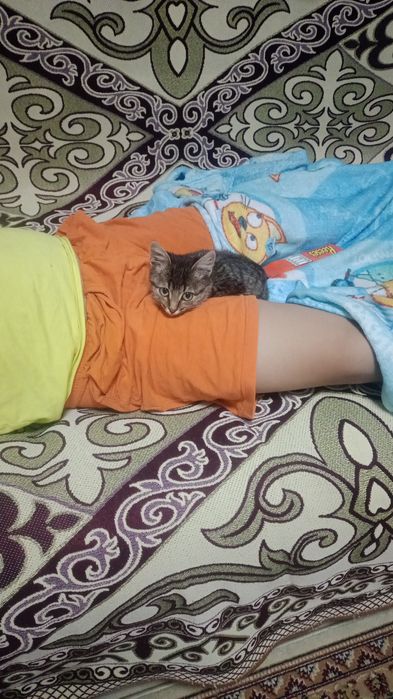 Котенок срочно !