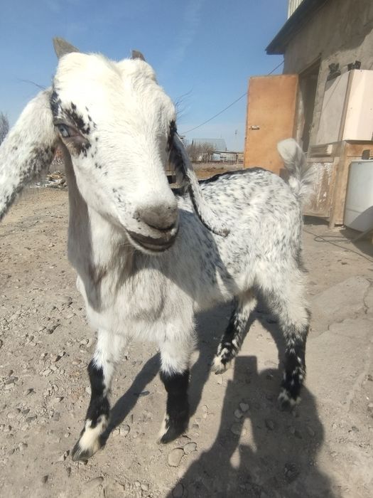 Продам англонубийского козлика