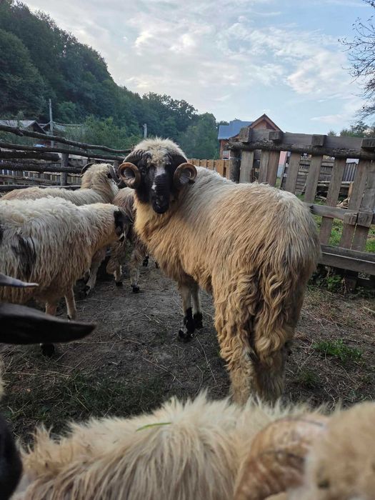 Oi de vânzare 13 bucăți
