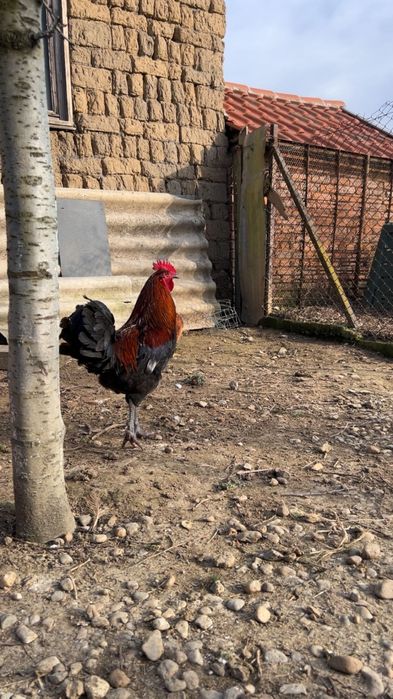 Cocos Metisat între Marans și Australorp