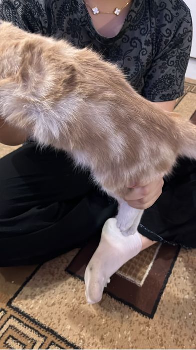 Бесплатно отдам кошку