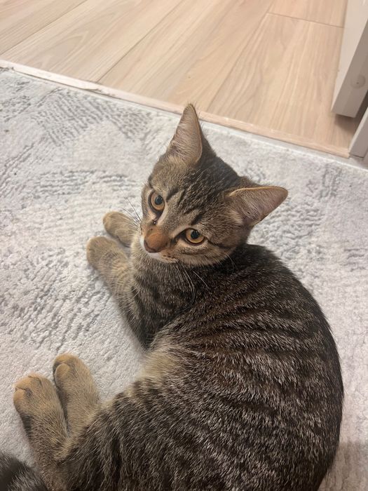 Котенок в любящие руки