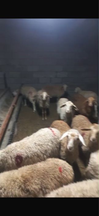 Бараныыы продаммммсс