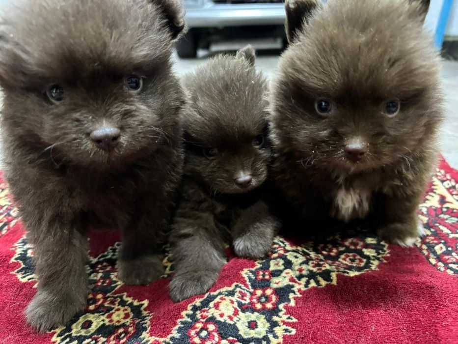 Продам щенков в хорошие руки